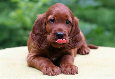 Dogs irish setters sale - Discover more about our Irish Setter puppies for sale below! Breed History Personality Appearance Care Breed Size Breed Facts. The Irish setter is the youngest of the three AKC setter breeds and is believed to have descended from the English Setter. Irish hunters wanted and needed a fast-working dog with a strong nose. This breed’s bright red color …